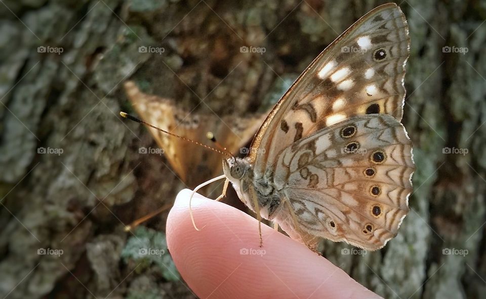 Butterfly on a Woman's Finger