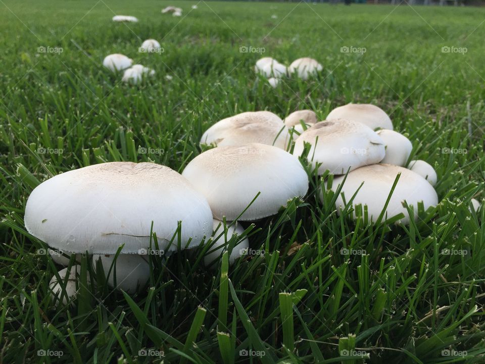 Smooth round mushrooms