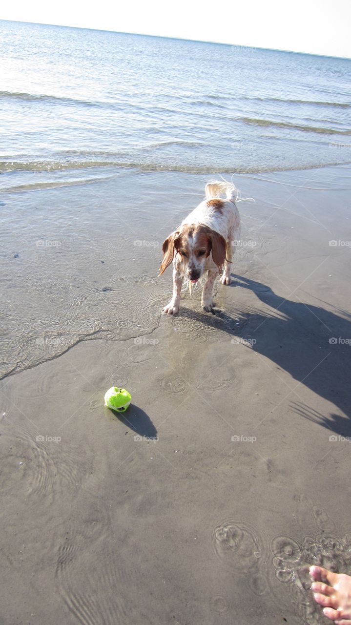 Dog playing with ball at beach 