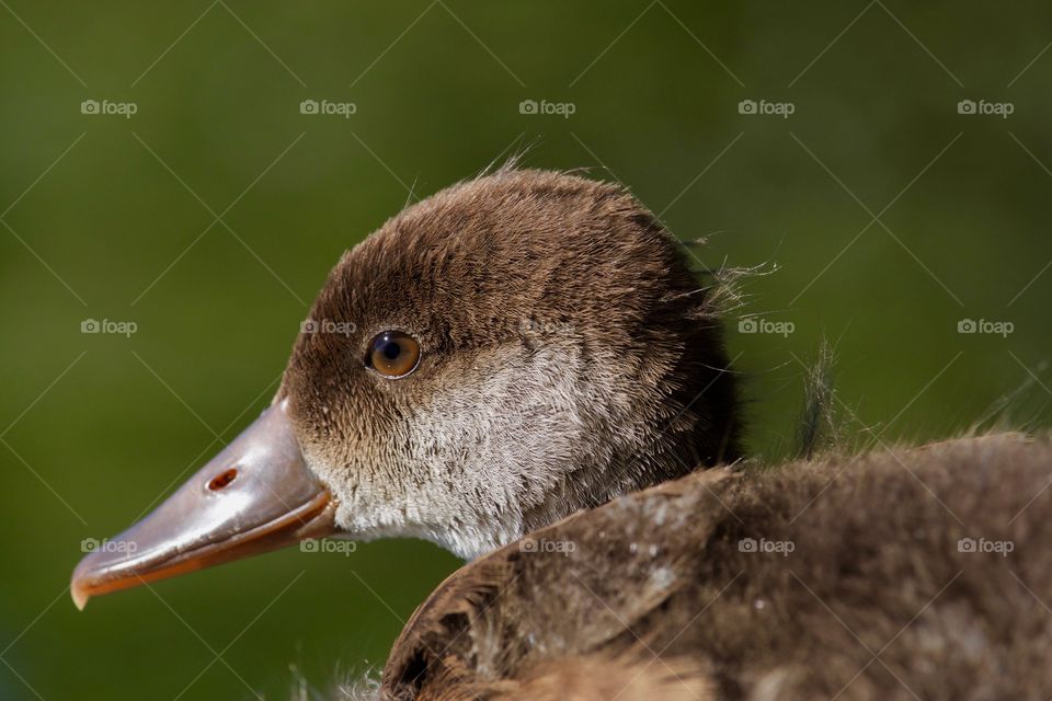 Close-up of duck