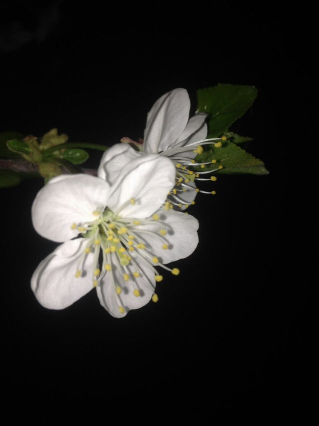 small beauty