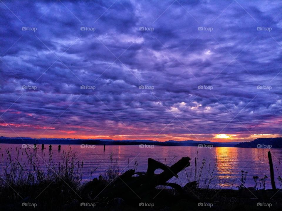 Purple sunset, dramatic colors, drift wood silhouette
