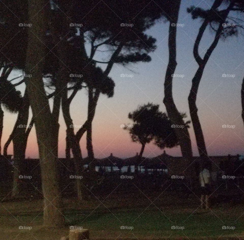 Sunset over the pine forest