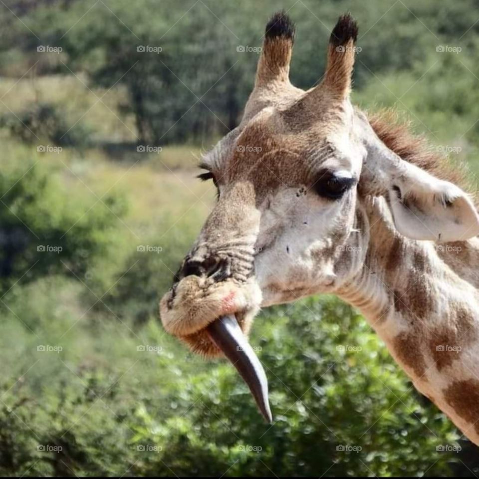 giraffe's tongue sticking out