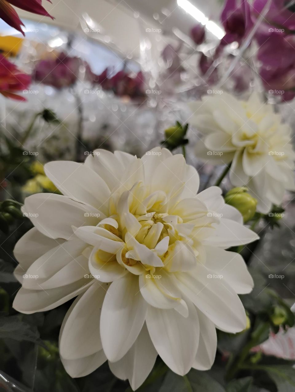 Dália branca. A flor dália representa reconhecimento, harmonia e gentileza. No Oriente a dália branca é sinal de bom gosto e um símbolo de união, comprometimento e esperança...