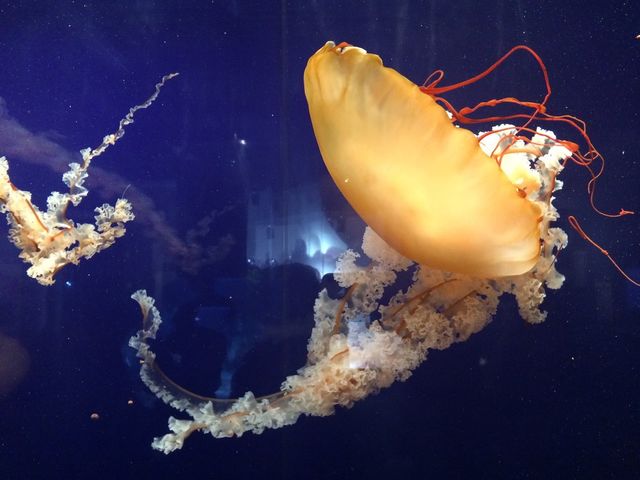 Jellyfish