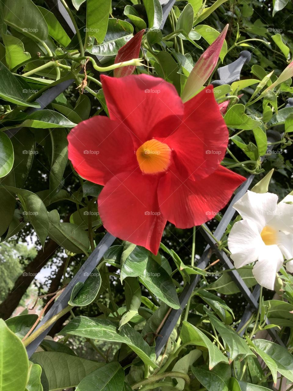 Mandevilla flower