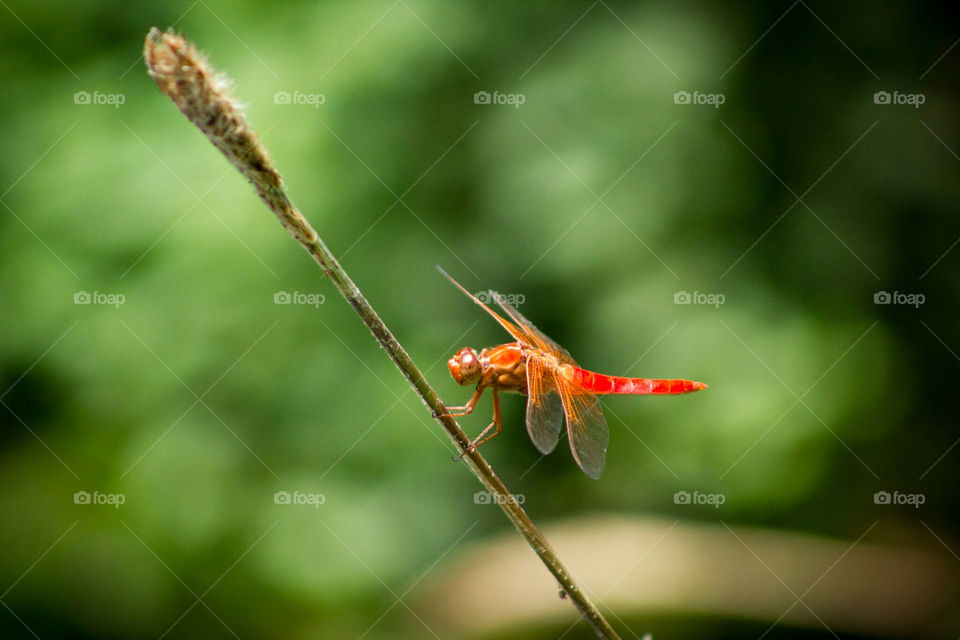 red dragonfly