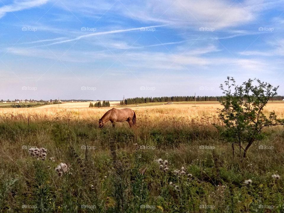 Суздаль. Владимирская область. Август. Лошадь пасëтся.