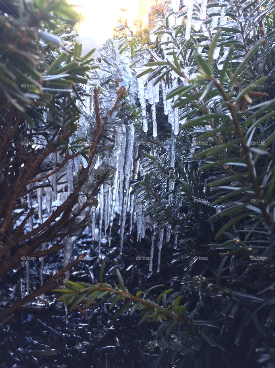 An icy morning in the jungle lol..just some icicles on the bushes in March.
