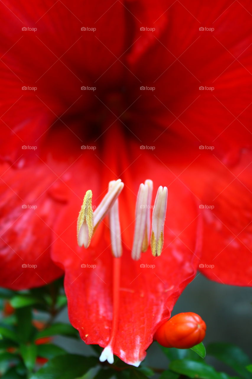red flower