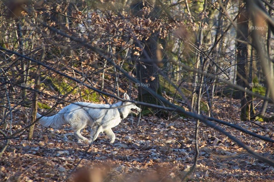 dog in the forest