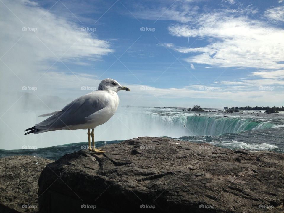 Bird near the waterFall
