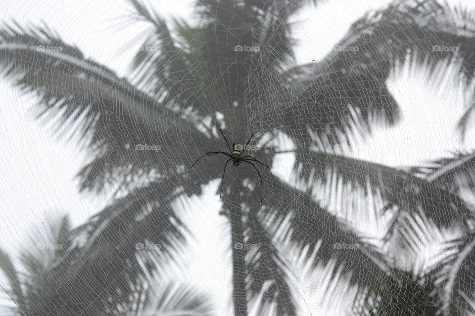 a spider with web and background of coconut tree.
