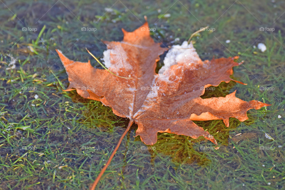 leaf ice