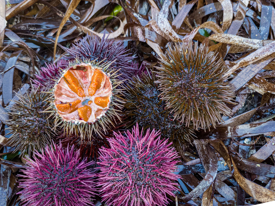 sea urchins