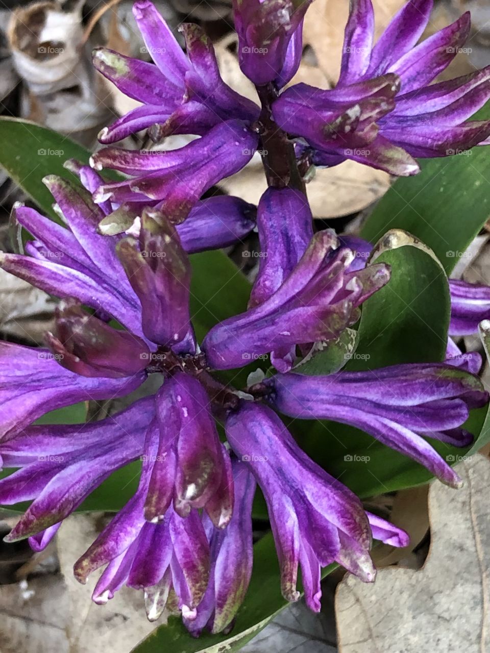 Lovely spring flower