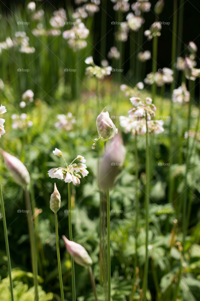 Wildflowers in feld