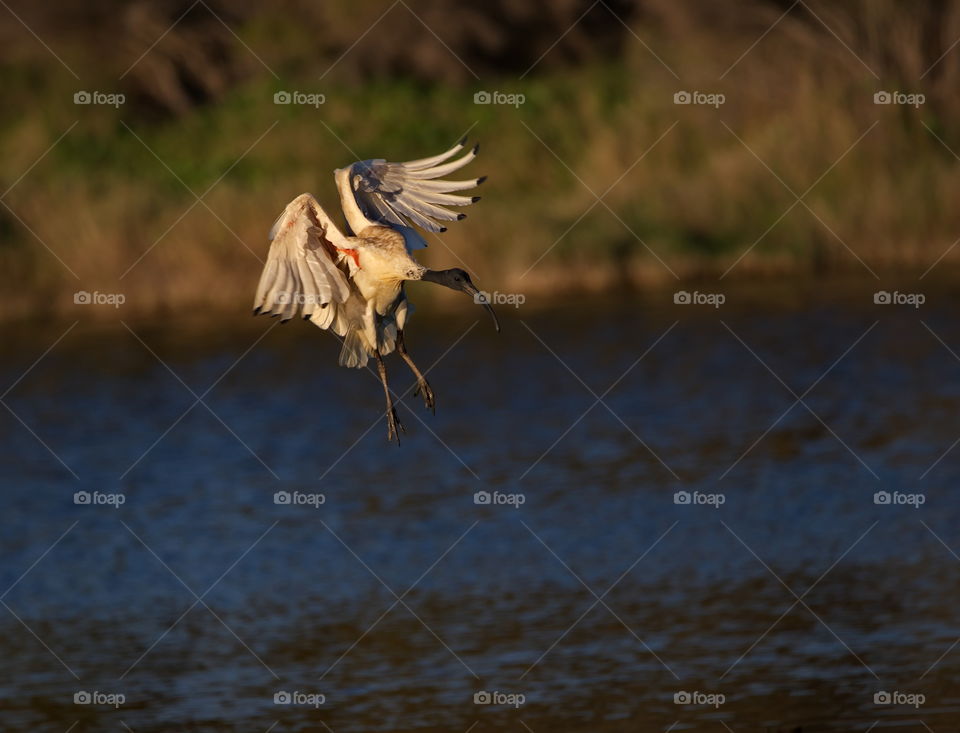 White ibis about to land