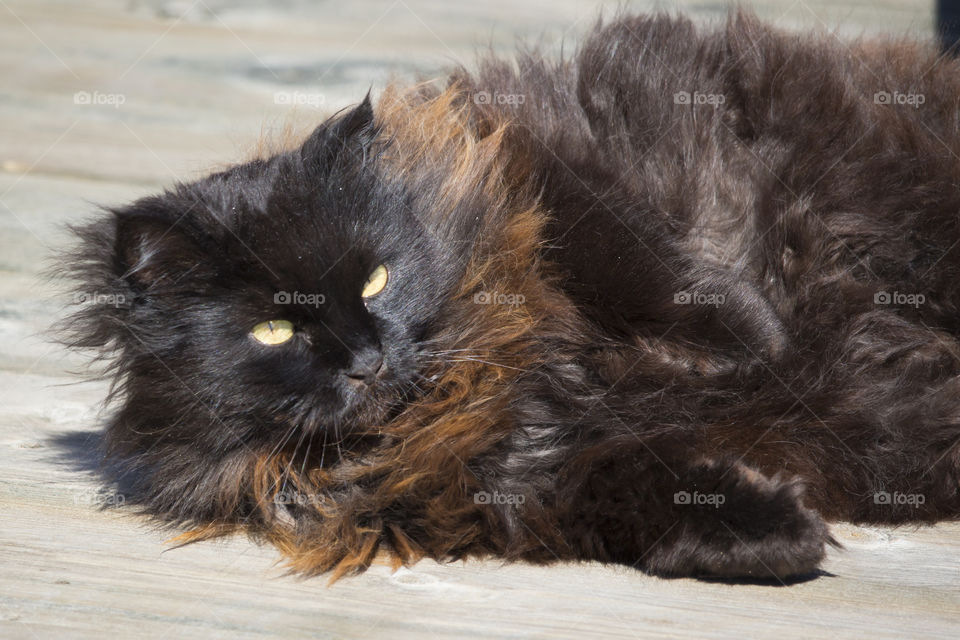 Black cat lying on floor