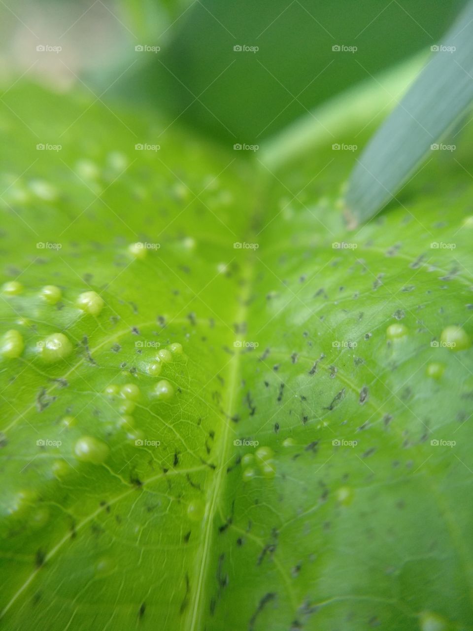 beautiful leaf surface