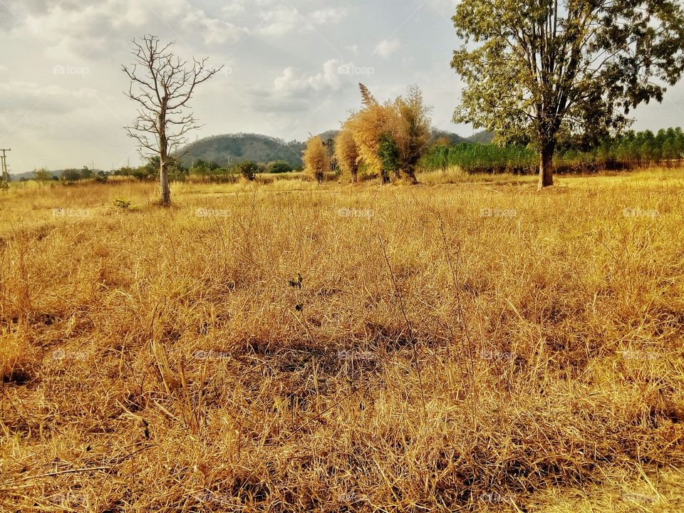 tree,sky,mountain,field,landscape