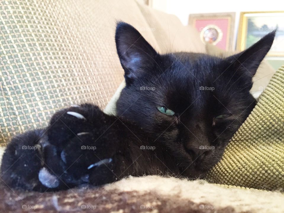 Black cat sleeping on sofa in front of the green pillow.