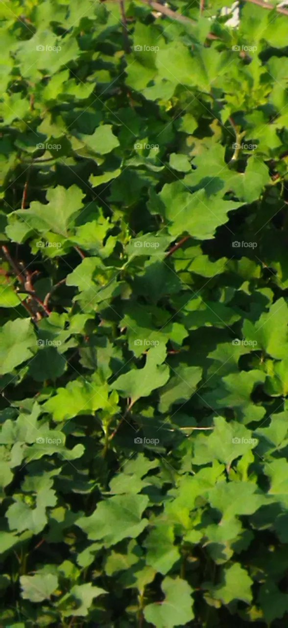 plant