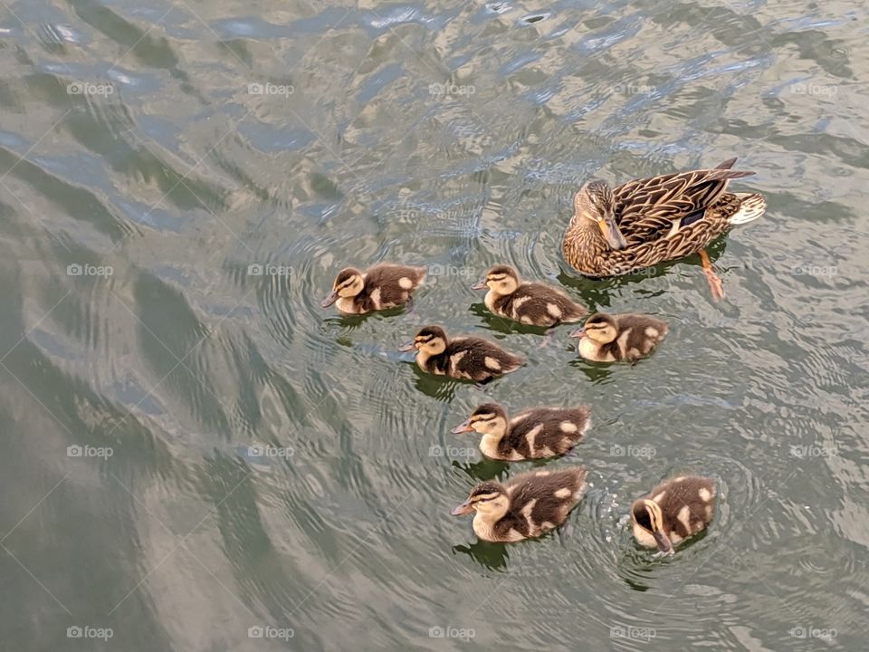 Baby Ducklings with their Mama Duck in Oquirrh Lake, Daybreak- South Jordan,Utah