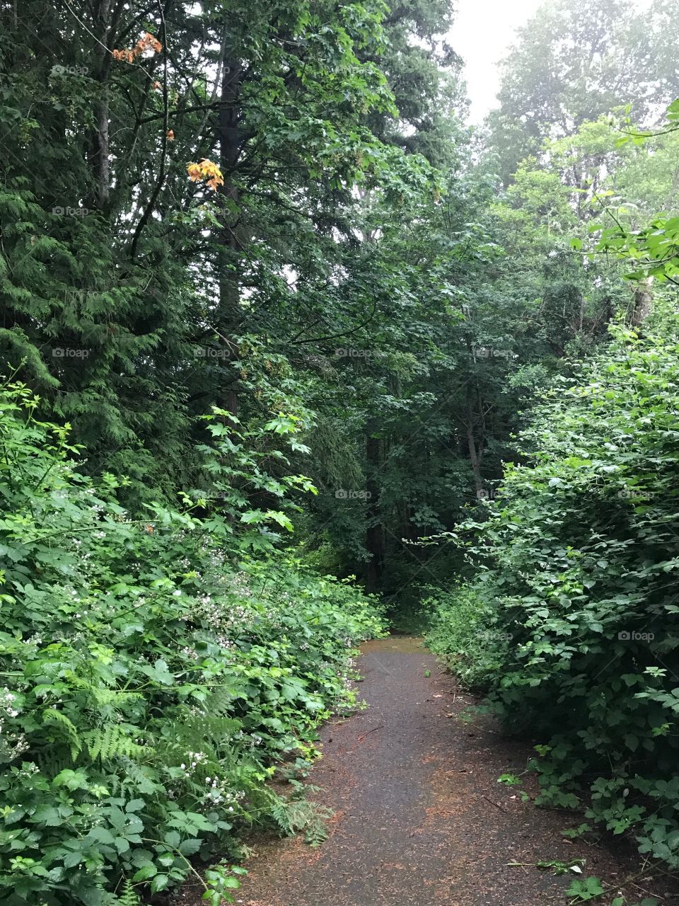 A beautiful hiking trail