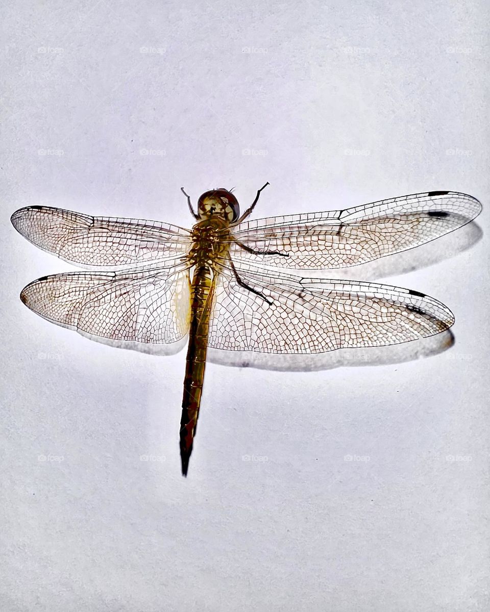 Wandering Glider