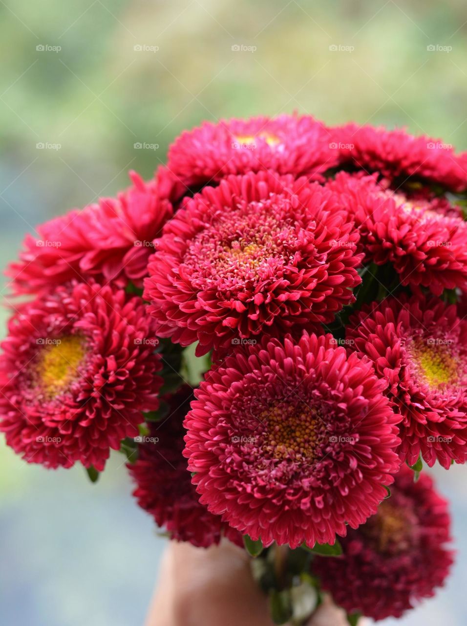 magenta colour flowers