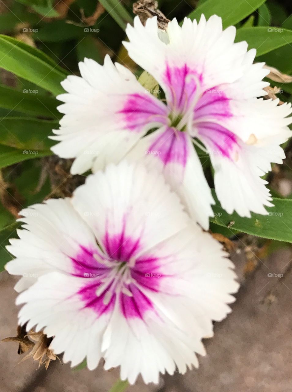 Purple and white flowers 