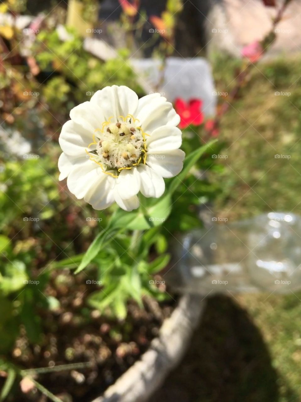 Dainty white