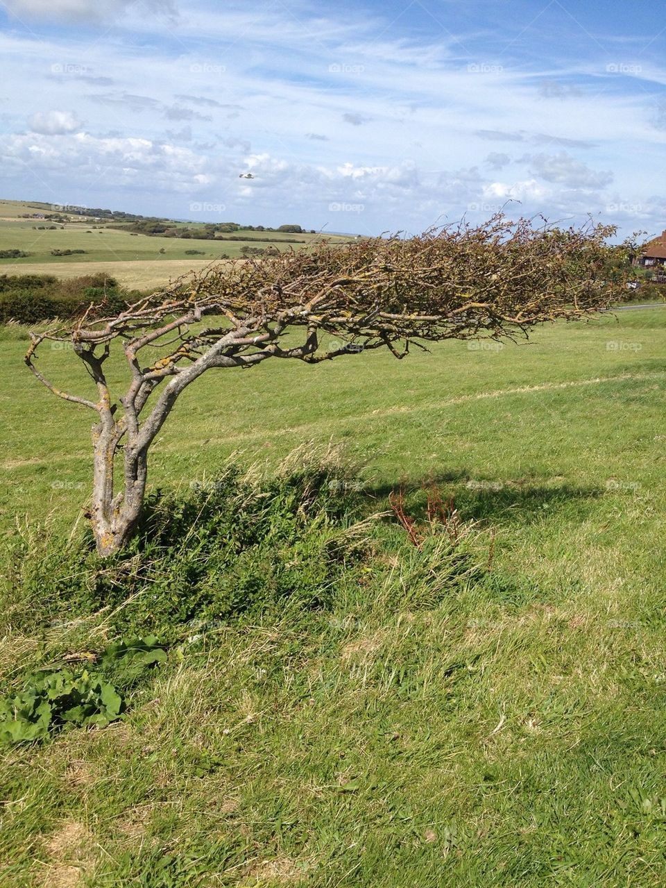 Windswept Tree in England