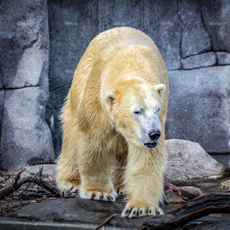 Polarbear in Copenhagen Zoo