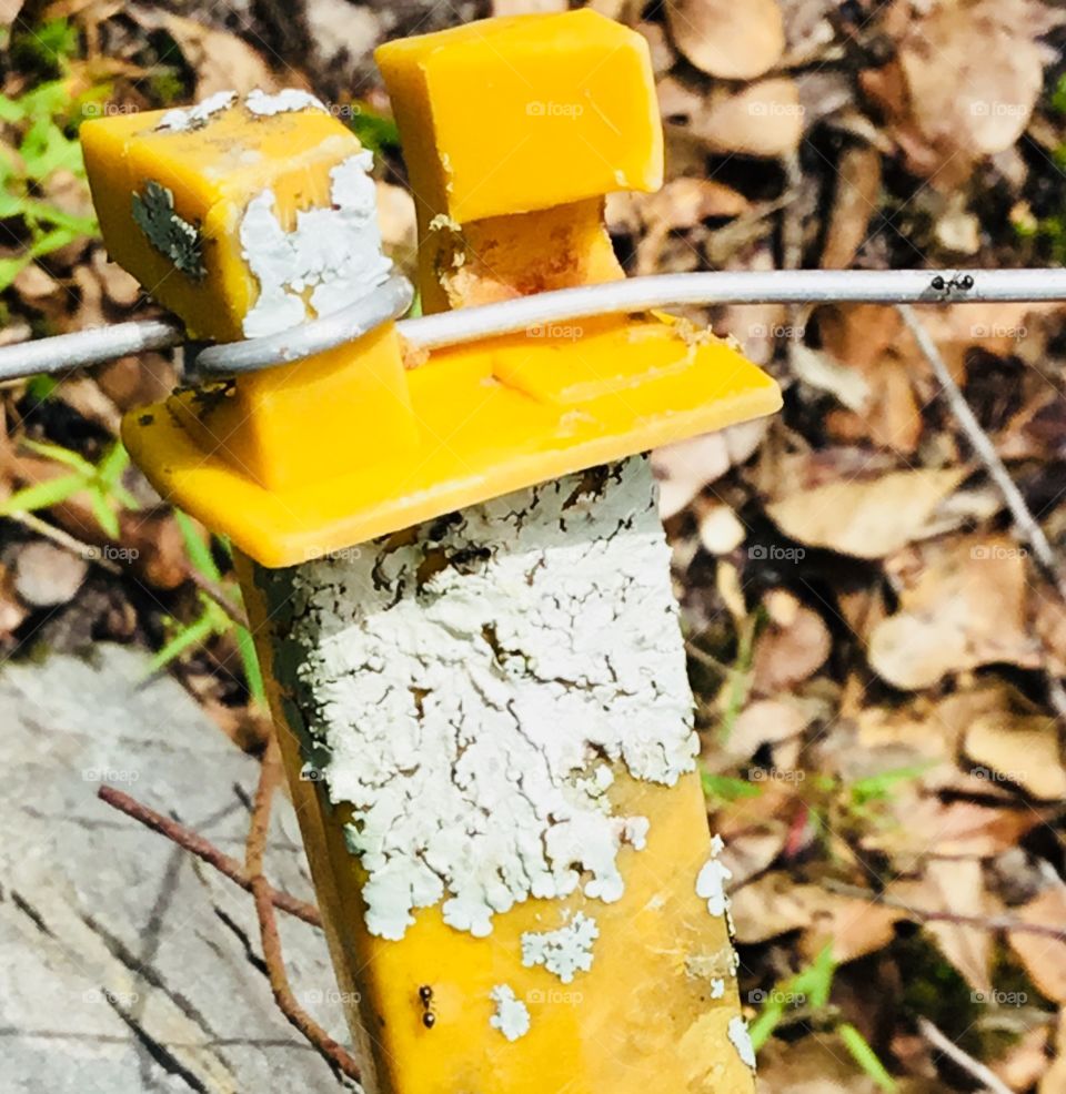 Look closely! Two ants cruising around! One ant is on the yellow electric fence insulator and the other ant is on the electric fence wire. Love nature on the farm in the South Georgia woods! 