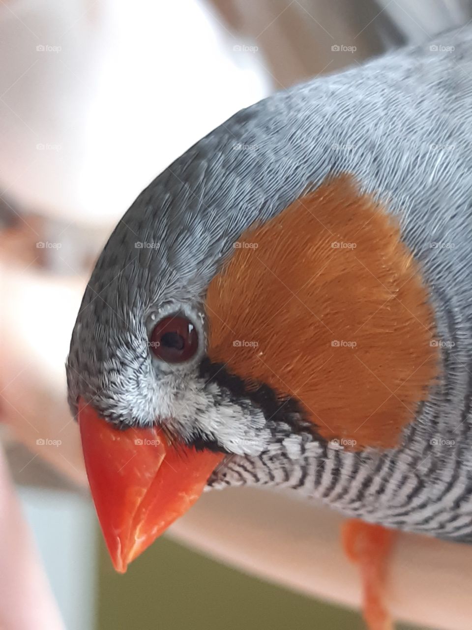 Close-up zebrafinch