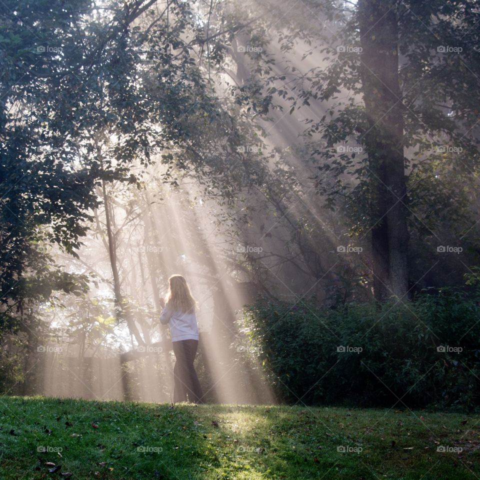 Sun beams shining through the tree branches