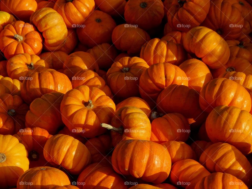 Abundance Of Pumpkins
