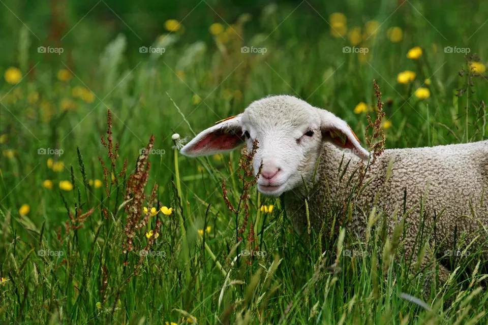 Lamm in Wiese
