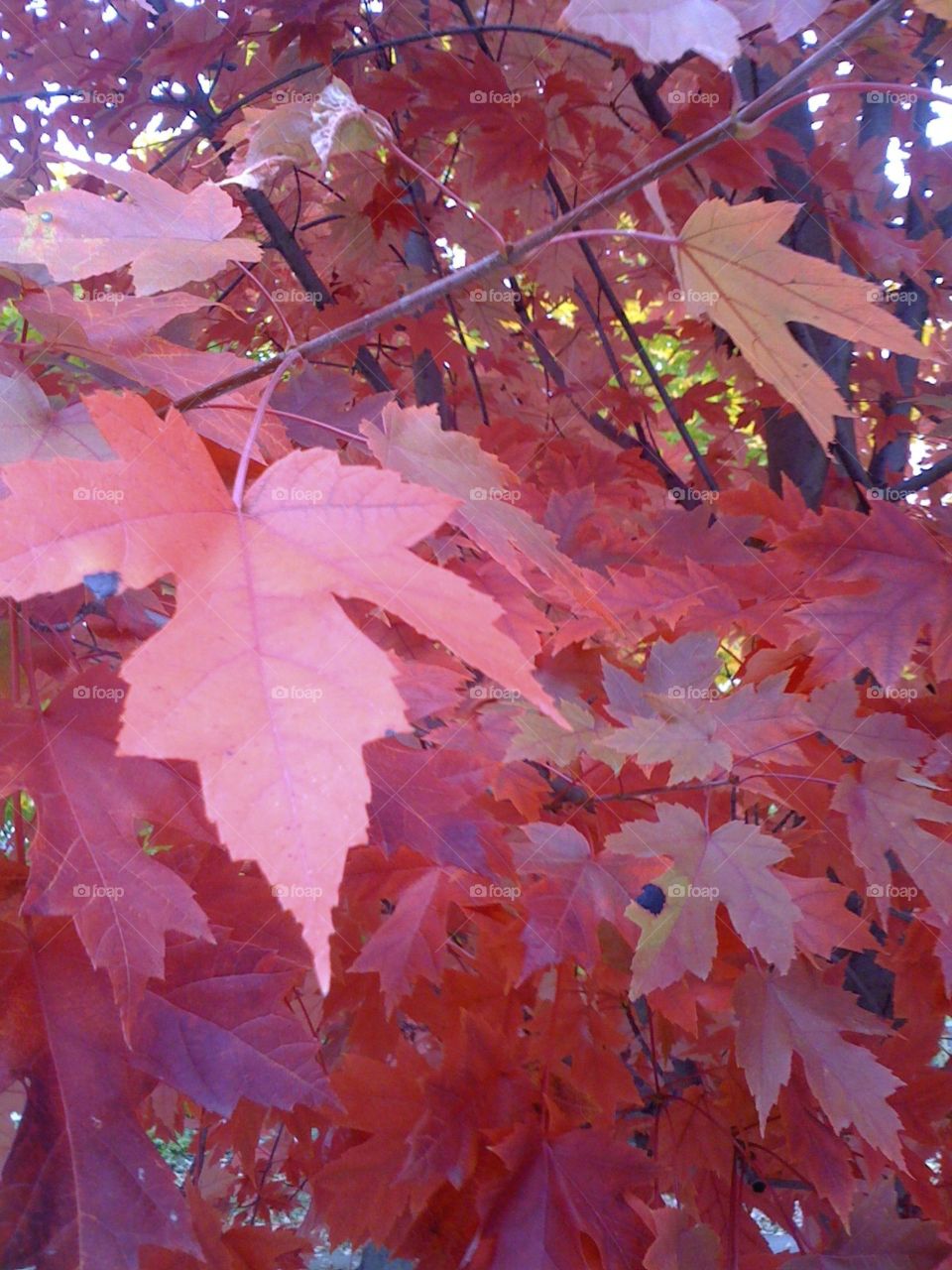 Leaf, Fall, Maple, No Person, Tree