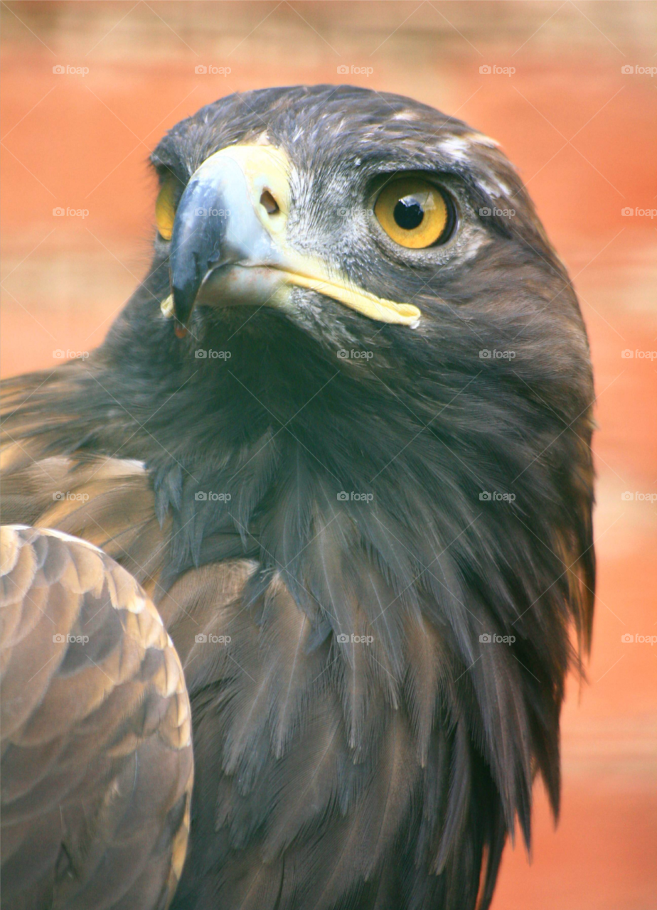 nature hunting bird brown by joannieofarc