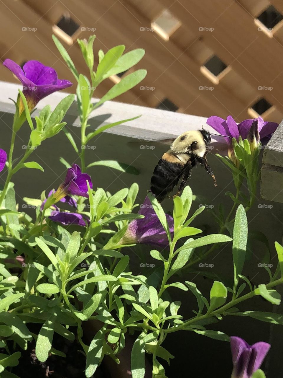 Backyard bumblebee pollinating petunia flower on sunny summer afternoon beautiful honey bee nature wildlife bugs weather leaves foliage gardening container garden patio plants 