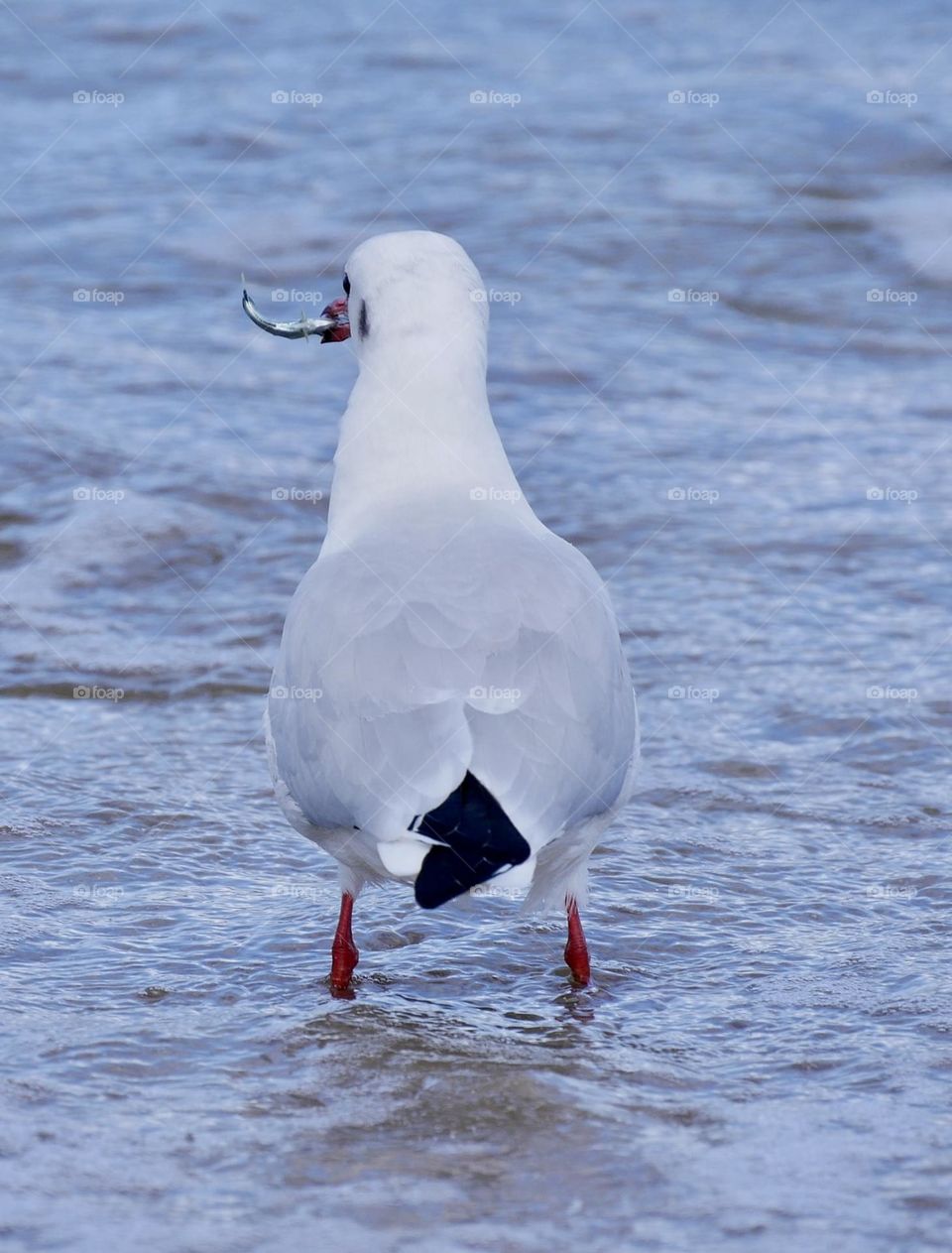 Seagull with fish 