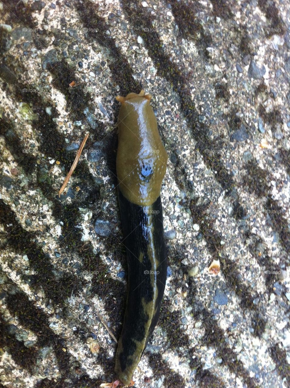 Slug