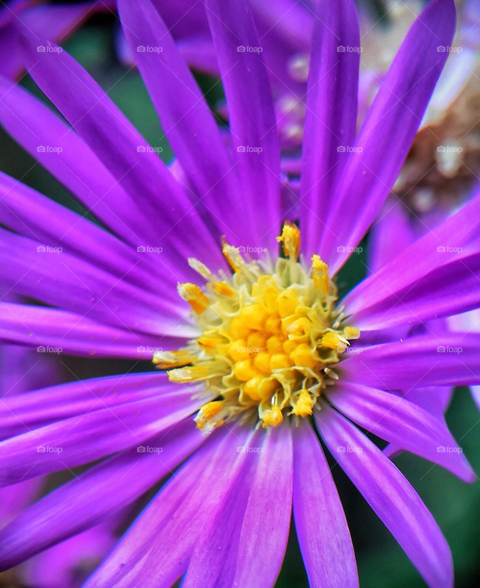 "Manila Photography" ,Folower