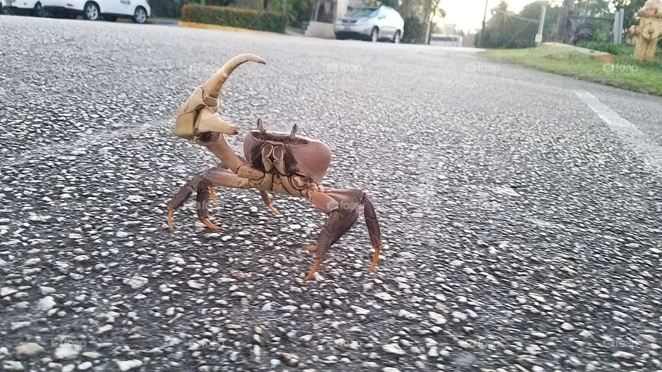 Just a crab saying hi