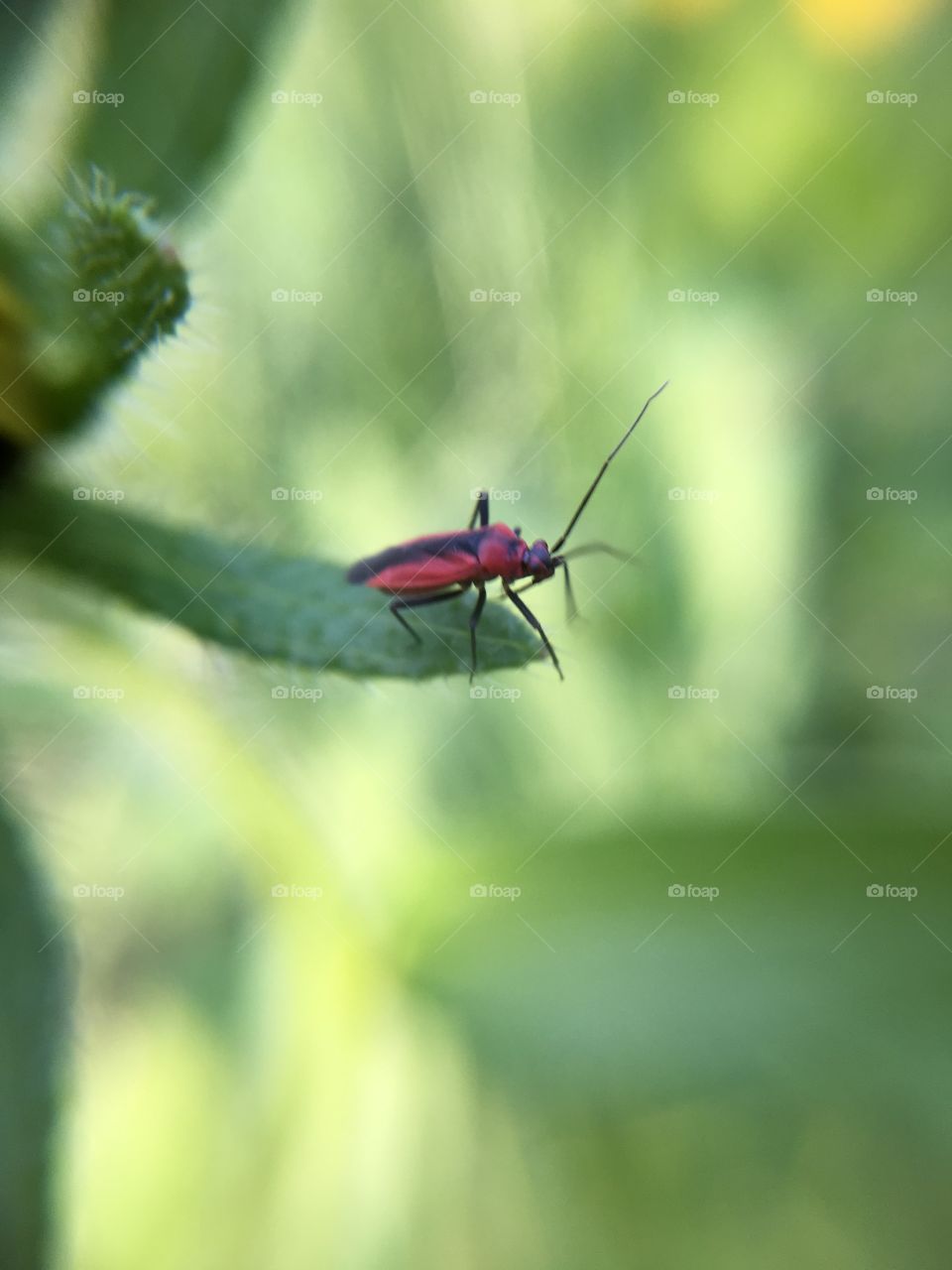 Red bug taking off from leaf