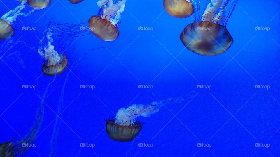 Amazing jellyfish at the Monterey bay aquarium 